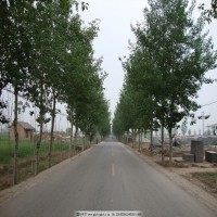 2025年3月17日巨鄄路S327公路两侧林木（杨树）拍卖公告